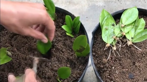 Cây kim tiền giúp điều hòa không khí, tốt cho phong thủy - Hình 3 Cay kim tien giup dieu hoa khong khi, tot cho phong thuy-Hinh-3
