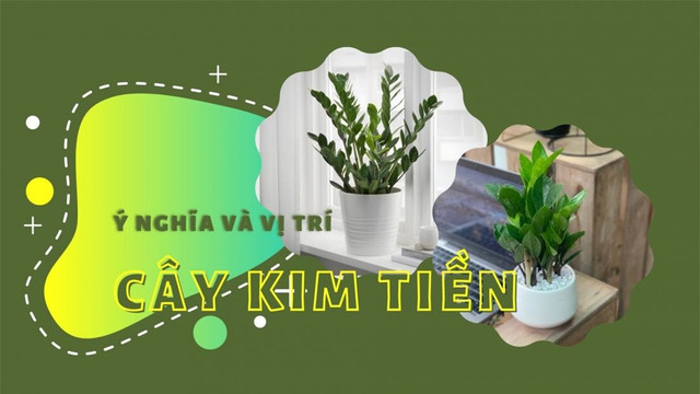Cây kim tiền giúp điều hòa không khí, tốt cho phong thủy Cay kim tien giup dieu hoa khong khi, tot cho phong thuy
