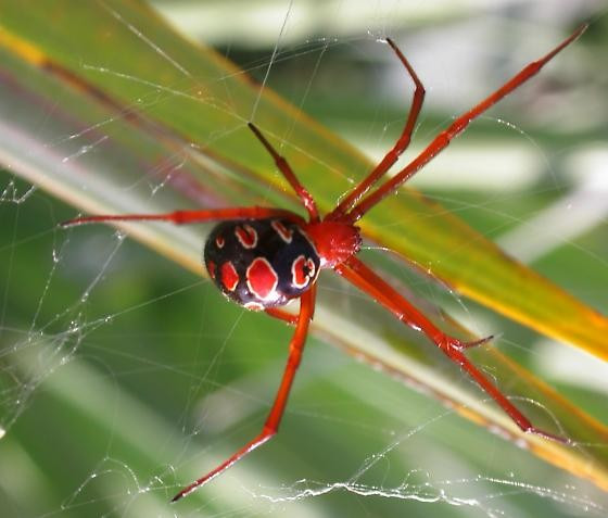 9 loài nhện nguy hiểm nhất hành tinh, vết cắn gây chết người - Hình 7 9 loai nhen nguy hiem nhat hanh tinh, vet can gay chet nguoi-Hinh-7