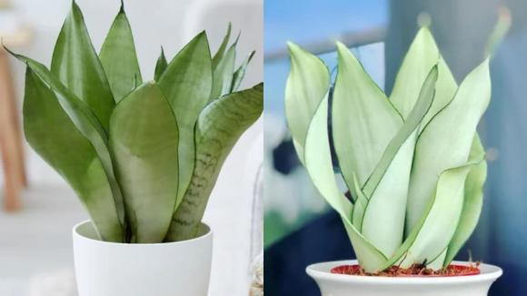 Người thuộc 2 mệnh này tuyệt đối không trồng cây lưỡi hổ kẻo mất lộc - Hình 2 Nguoi thuoc 2 menh nay tuyet doi khong trong cay luoi ho keo mat loc-Hinh-2