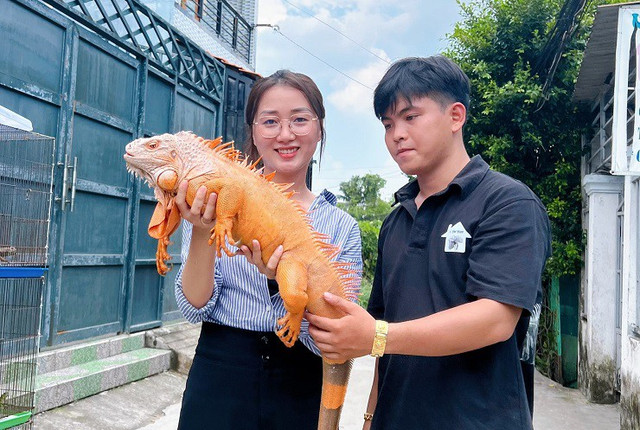 Nuôi rồng Nam Mỹ - 9x Sài Gòn có doanh thu cả trăm triệu đồng/tháng - Hình 6 Nuoi rong Nam My - 9x Sai Gon co doanh thu ca tram trieu dong/thang-Hinh-6