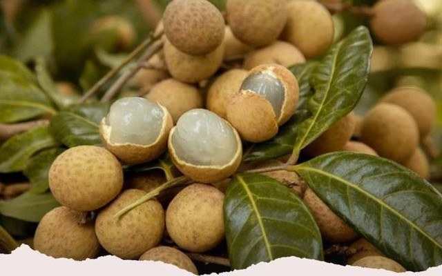 Những người tuyệt đối không nên ăn nhãn kẻo 'rước thêm bệnh vào thân' - Hình 4 Nhung nguoi tuyet doi khong nen an nhan keo 'ruoc them benh vao than'-Hinh-4