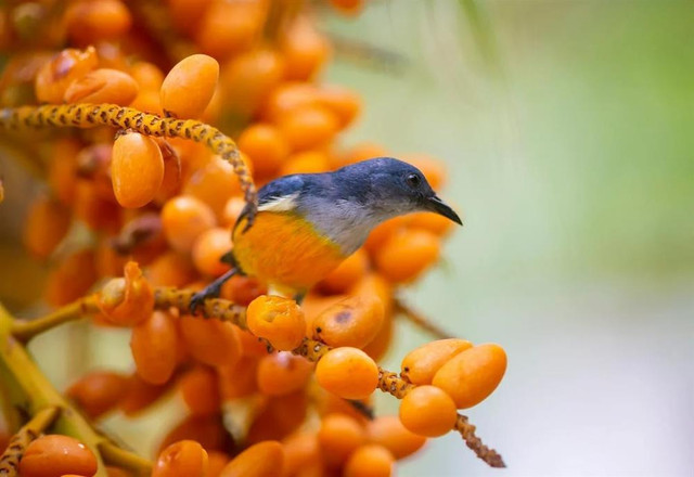 Người tuổi Sửu có giờ sinh này cuộc đời may mắn, phúc lộc lâu dài - Hình 2 Nguoi tuoi Suu co gio sinh nay cuoc doi may man, phuc loc lau dai-Hinh-2