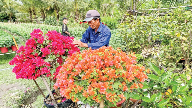 Nhiều mô hình hoa kiểng đạt doanh thu 800 triệu -2,5 tỉ đồng/ha Nhieu mo hinh hoa kieng dat doanh thu 800 trieu -2,5 ti dong/ha