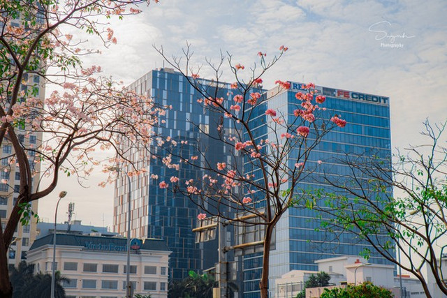 Chiêm ngưỡng những cung đường hoa kèn hồng nở rực rỡ ở TP HCM - Hình 3 Chiem nguong nhung cung duong hoa ken hong no ruc ro o TP HCM-Hinh-3