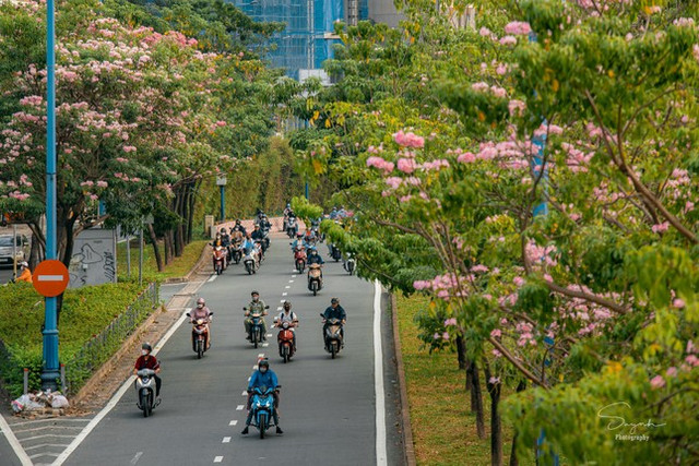 Chiêm ngưỡng những cung đường hoa kèn hồng nở rực rỡ ở TP HCM - Hình 4 Chiem nguong nhung cung duong hoa ken hong no ruc ro o TP HCM-Hinh-4