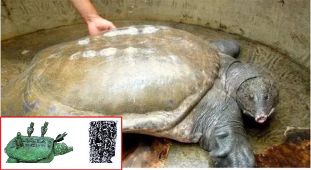 Đi câu, ông lão bắt được "con ba ba" 3.000 tuổi trị giá 6.000 tỷ Di cau, ong lao bat duoc