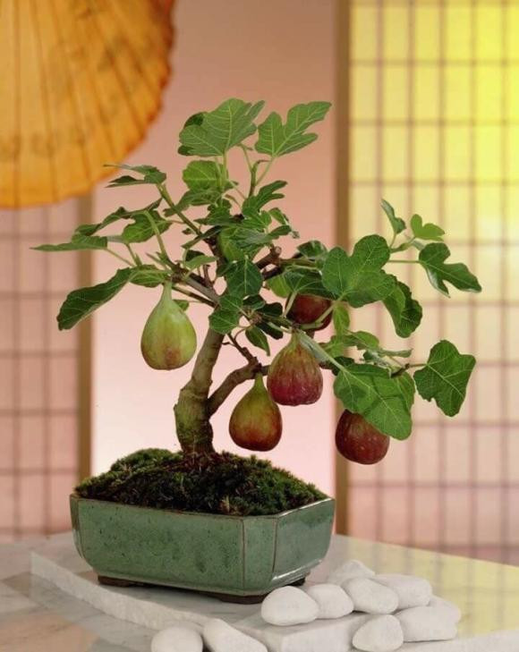 4 tuổi này trồng cây sung là tốt nhất để hút tài lộc - Hình 4 4 tuoi nay trong cay sung la tot nhat de hut tai loc-Hinh-4