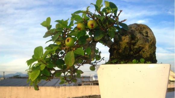 4 tuổi này trồng cây sung là tốt nhất để hút tài lộc 4 tuoi nay trong cay sung la tot nhat de hut tai loc