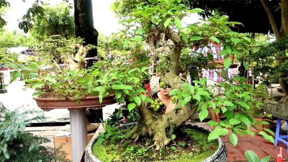 4 tuổi này trồng cây sung là tốt nhất để hút tài lộc - Hình 2 4 tuoi nay trong cay sung la tot nhat de hut tai loc-Hinh-2