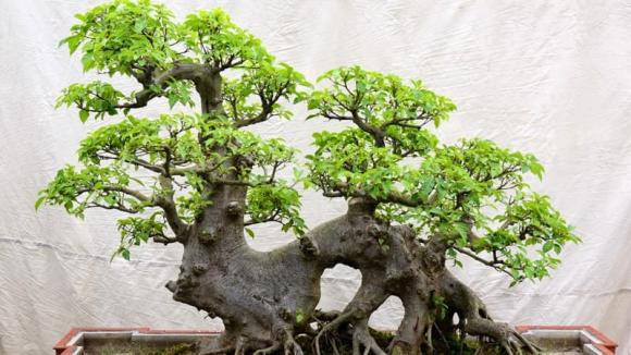 4 tuổi này trồng cây sung là tốt nhất để hút tài lộc - Hình 3 4 tuoi nay trong cay sung la tot nhat de hut tai loc-Hinh-3