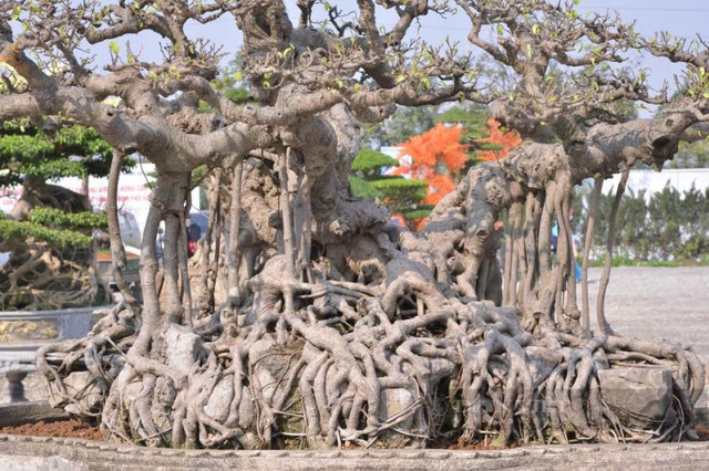 Chiêm ngưỡng siêu phẩm "cây sanh lá móng cổ" giá 10 tỷ - Hình 2 Chiem nguong sieu pham