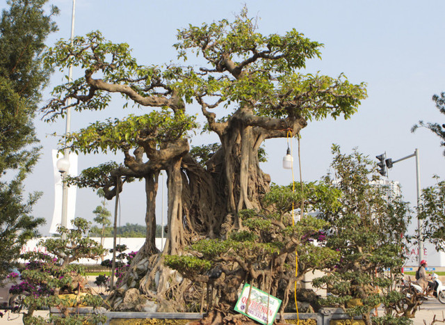 Chiêm ngưỡng siêu phẩm "cây sanh lá móng cổ" giá 10 tỷ - Hình 3 Chiem nguong sieu pham