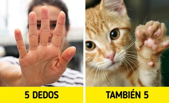 Tại sao con người có 5 ngón tay? Tai sao con nguoi co 5 ngon tay?