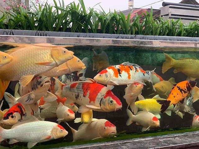 Đâu là loại cá phong thủy hút tài lộc tốt nhất nên nuôi? - Hình 2 Dau la loai ca phong thuy hut tai loc tot nhat nen nuoi?-Hinh-2