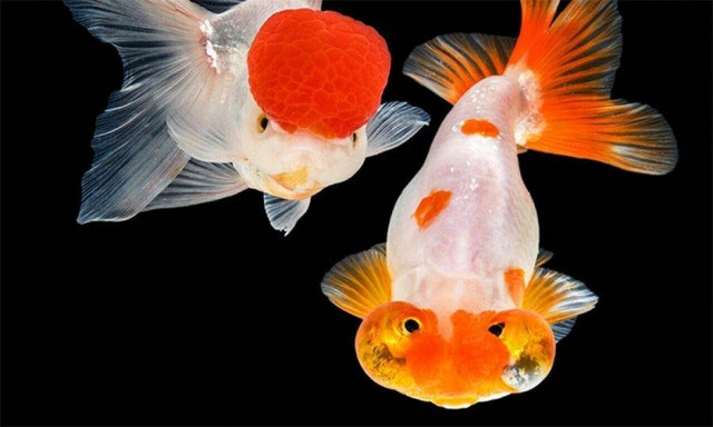 Đâu là loại cá phong thủy hút tài lộc tốt nhất nên nuôi? - Hình 3 Dau la loai ca phong thuy hut tai loc tot nhat nen nuoi?-Hinh-3