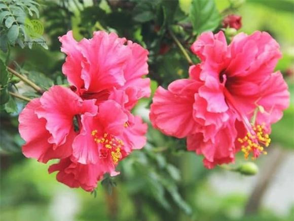 9 loại hoa tuyệt đối không đặt trên ban thờ ngày Tết - Hình 9 9 loai hoa tuyet doi khong dat tren ban tho ngay Tet-Hinh-9