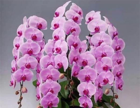 9 loại hoa tuyệt đối không đặt trên ban thờ ngày Tết - Hình 6 9 loai hoa tuyet doi khong dat tren ban tho ngay Tet-Hinh-6