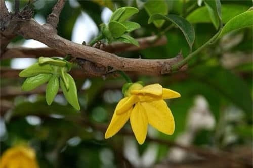 9 loại hoa tuyệt đối không đặt trên ban thờ ngày Tết - Hình 5 9 loai hoa tuyet doi khong dat tren ban tho ngay Tet-Hinh-5