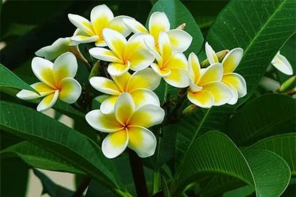 9 loại hoa tuyệt đối không đặt trên ban thờ ngày Tết - Hình 4 9 loai hoa tuyet doi khong dat tren ban tho ngay Tet-Hinh-4