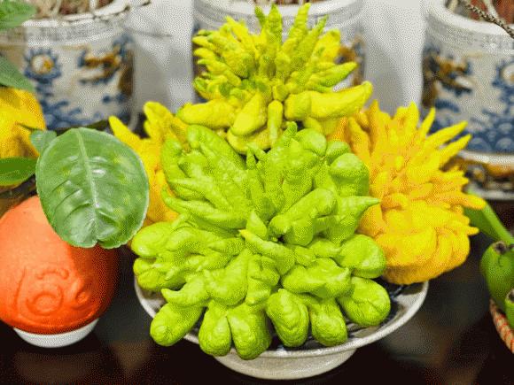 Mách bạn cách chọn và bảo quản quả phật thủ được lâu Mach ban cach chon va bao quan qua phat thu duoc lau