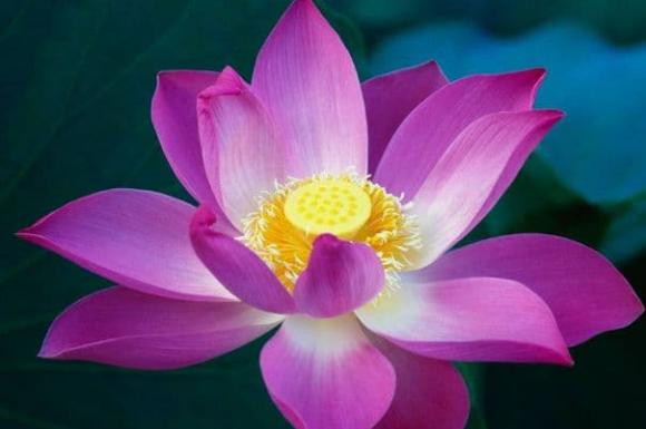 Đừng bao giờ nói bốn điều này với bạn bè - Hình 2 Dung bao gio noi bon dieu nay voi ban be-Hinh-2
