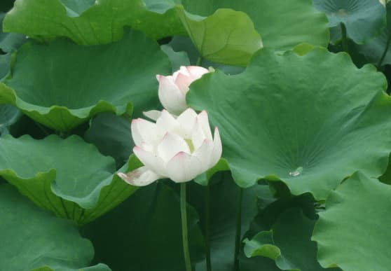 Đừng bao giờ nói bốn điều này với bạn bè - Hình 4 Dung bao gio noi bon dieu nay voi ban be-Hinh-4