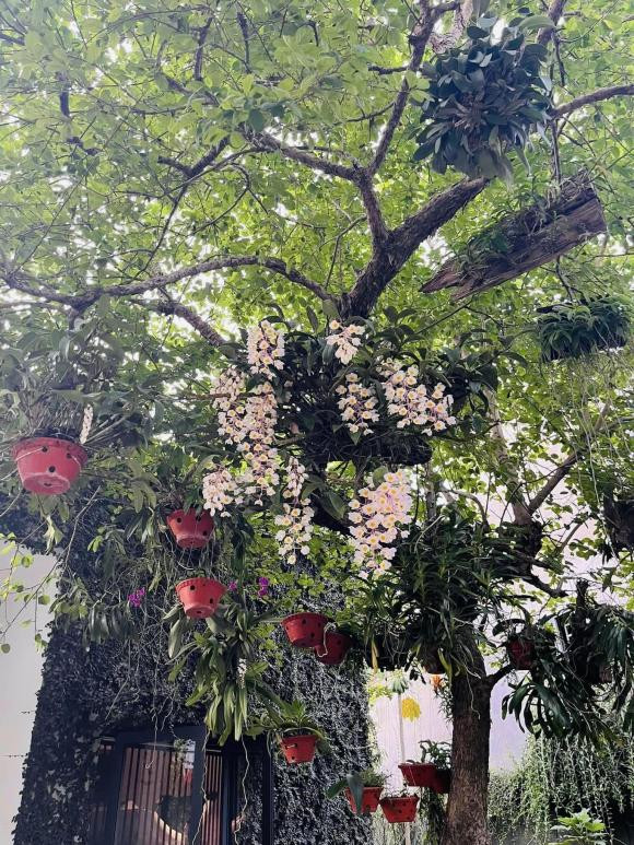 Ngôi nhà ngập tràn không gian xanh như rừng nhiệt đới ở Nghệ An - Hình 13 Ngoi nha ngap tran khong gian xanh nhu rung nhiet doi o Nghe An-Hinh-13