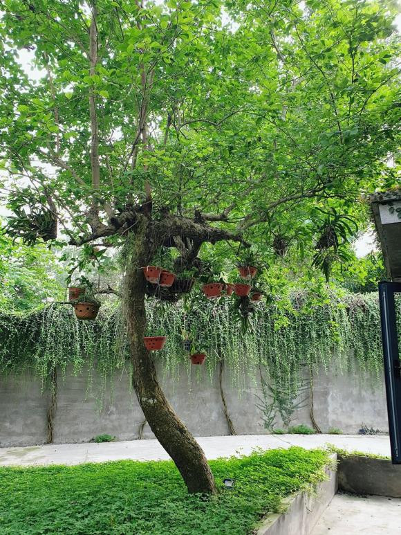 Ngôi nhà ngập tràn không gian xanh như rừng nhiệt đới ở Nghệ An - Hình 10 Ngoi nha ngap tran khong gian xanh nhu rung nhiet doi o Nghe An-Hinh-10