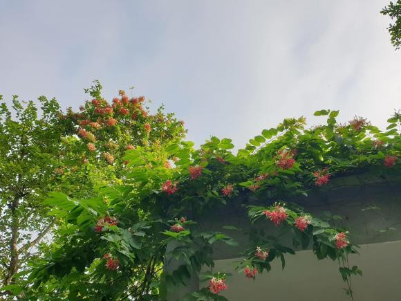 Ngôi nhà ngập tràn không gian xanh như rừng nhiệt đới ở Nghệ An - Hình 14 Ngoi nha ngap tran khong gian xanh nhu rung nhiet doi o Nghe An-Hinh-14
