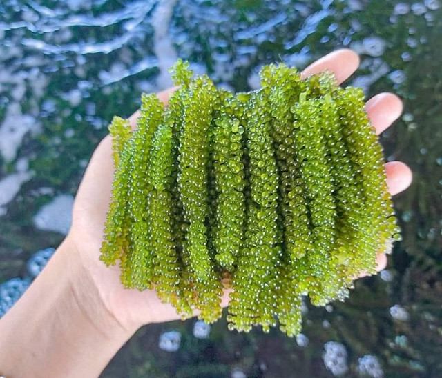 Loại rau của nhà giàu được bán tràn lan với giá siêu rẻ, chỉ từ 35 nghìn đồng/kg - Hình 2 Loai rau cua nha giau duoc ban tran lan voi gia sieu re, chi tu 35 nghin dong/kg-Hinh-2