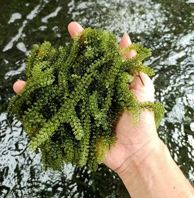 Loại rau của nhà giàu được bán tràn lan với giá siêu rẻ, chỉ từ 35 nghìn đồng/kg - Hình 5 Loai rau cua nha giau duoc ban tran lan voi gia sieu re, chi tu 35 nghin dong/kg-Hinh-5