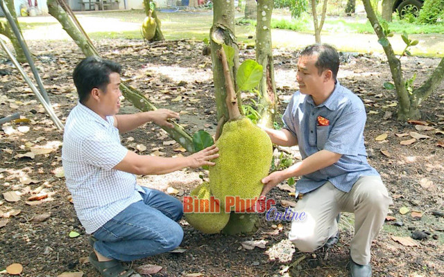 Trồng mít gì ra nhiều trái nứt cả cây, ai cũng chê bán giá rẻ mà vẫn đút túi 4 tỷ/năm Trong mit gi ra nhieu trai nut ca cay, ai cung che ban gia re ma van dut tui 4 ty/nam