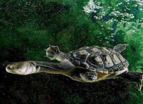 Con rùa có chiếc cổ dài nhất không thể rụt đầu vào mai, phải sống thành đàn - Hình 2 Con rua co chiec co dai nhat khong the rut dau vao mai, phai song thanh dan-Hinh-2