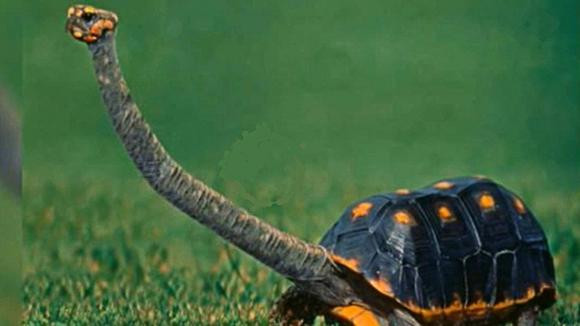 Con rùa có chiếc cổ dài nhất không thể rụt đầu vào mai, phải sống thành đàn Con rua co chiec co dai nhat khong the rut dau vao mai, phai song thanh dan