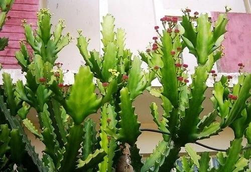 5 loại cây trồng trước nhà nghèo khổ, trồng sau nhà thì giàu có - Hình 2 5 loai cay trong truoc nha ngheo kho, trong sau nha thi giau co-Hinh-2
