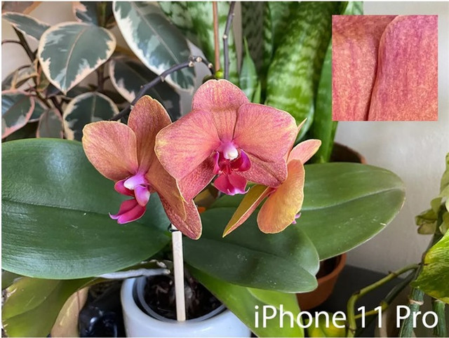 So sánh iPhone SE 2020 và iPhone 11 Pro: Không chỉ khác biệt về phân khúc ảnh 6 So sánh iPhone SE 2020 và iPhone 11 Pro: Không chỉ khác biệt về phân khúc ảnh 6