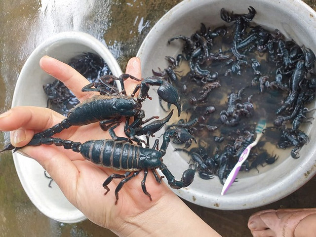 Tuyệt chiêu dùng kiến săn thần dược, kiếm được cả triệu đồng dễ như chơi - Hình 6 Tuyet chieu dung kien san than duoc, kiem duoc ca trieu dong de nhu choi-Hinh-6