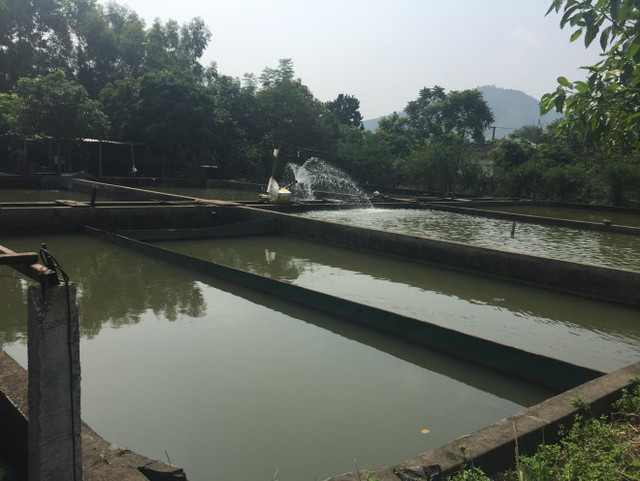 Nhiều hồ nuôi ở Việt Nam bỏ hoang, nông dân khốn đốn vì cá tầm Trung Quốc giá rẻ - Hình 10 Nhieu ho nuoi o Viet Nam bo hoang, nong dan khon don vi ca tam Trung Quoc gia re-Hinh-10