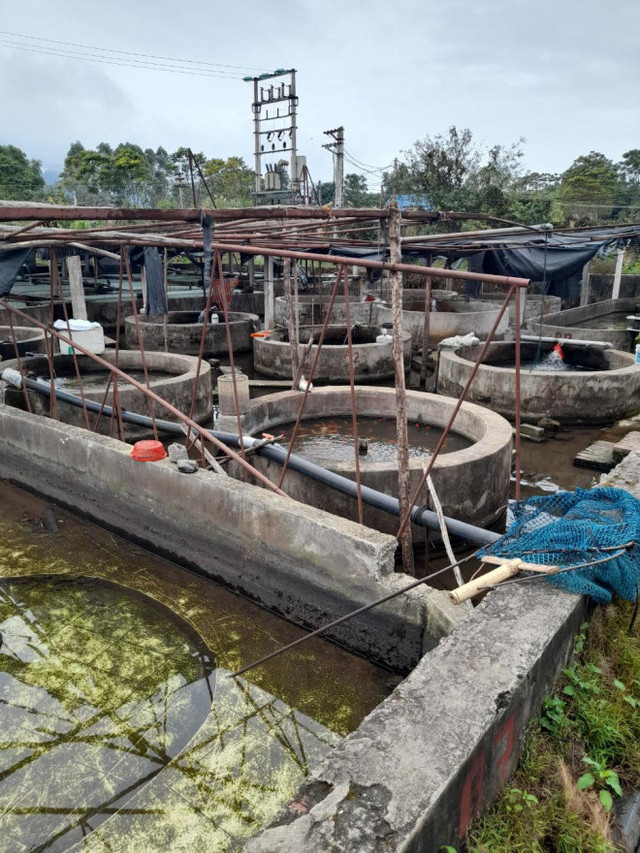 Nhiều hồ nuôi ở Việt Nam bỏ hoang, nông dân khốn đốn vì cá tầm Trung Quốc giá rẻ - Hình 8 Nhieu ho nuoi o Viet Nam bo hoang, nong dan khon don vi ca tam Trung Quoc gia re-Hinh-8