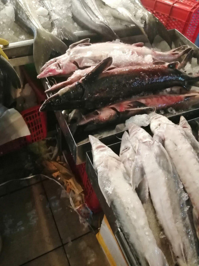 Nhiều hồ nuôi ở Việt Nam bỏ hoang, nông dân khốn đốn vì cá tầm Trung Quốc giá rẻ - Hình 3 Nhieu ho nuoi o Viet Nam bo hoang, nong dan khon don vi ca tam Trung Quoc gia re-Hinh-3
