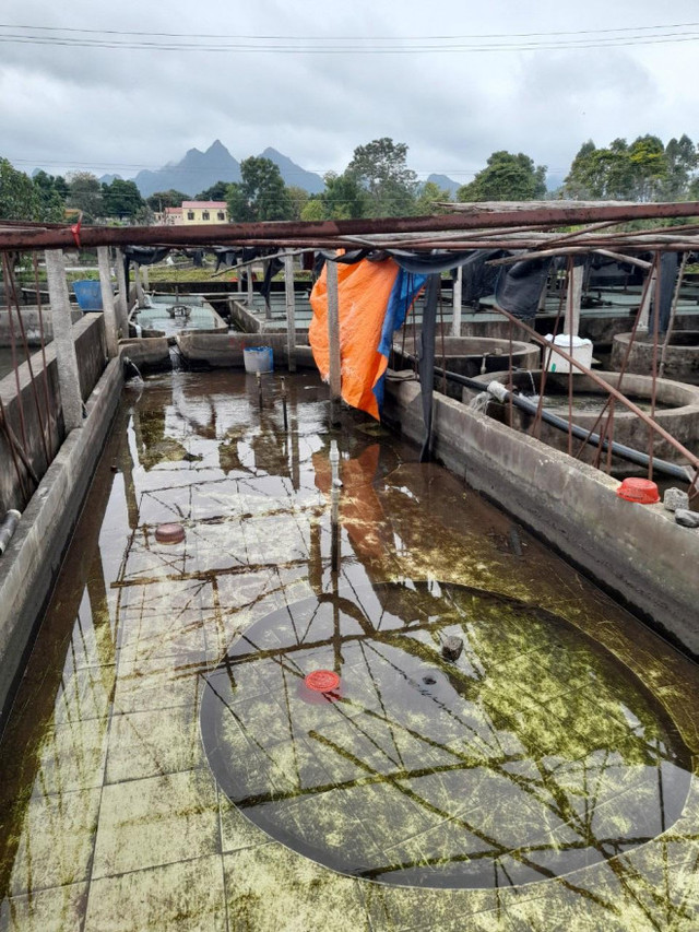 Nhiều hồ nuôi ở Việt Nam bỏ hoang, nông dân khốn đốn vì cá tầm Trung Quốc giá rẻ - Hình 7 Nhieu ho nuoi o Viet Nam bo hoang, nong dan khon don vi ca tam Trung Quoc gia re-Hinh-7
