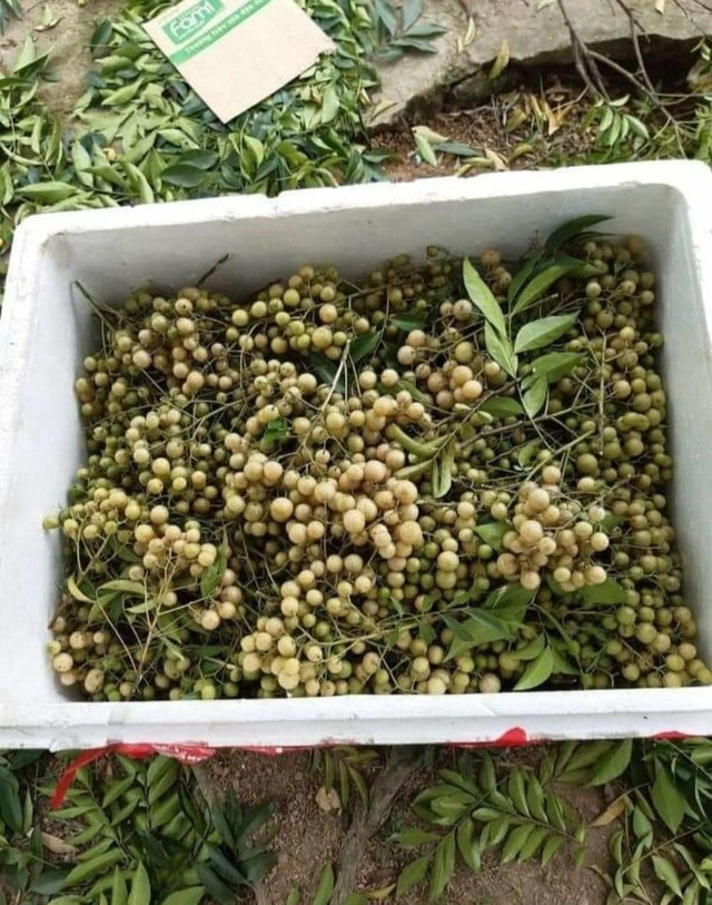 Gia vị vạn năng từ xứ Lạng, bà nội trợ đua nhau đặt mua dùng dần - Hình 2 Gia vi van nang tu xu Lang, ba noi tro dua nhau dat mua dung dan-Hinh-2