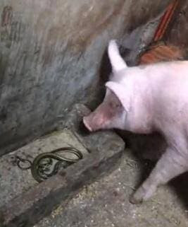 Tại sao lợn không sợ rắn độc mà còn ăn cả rắn? - Hình 2 Tai sao lon khong so ran doc ma con an ca ran?-Hinh-2