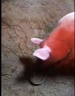 Tại sao lợn không sợ rắn độc mà còn ăn cả rắn? - Hình 3 Tai sao lon khong so ran doc ma con an ca ran?-Hinh-3