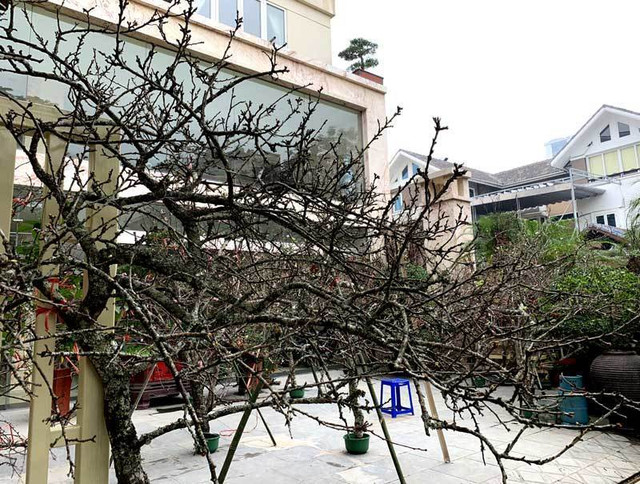Hé lộ sự thật về "đào rừng" - cây tự nhiên siêu hiếm, toàn hàng nhà trồng trên đồi - Hình 2 He lo su that ve