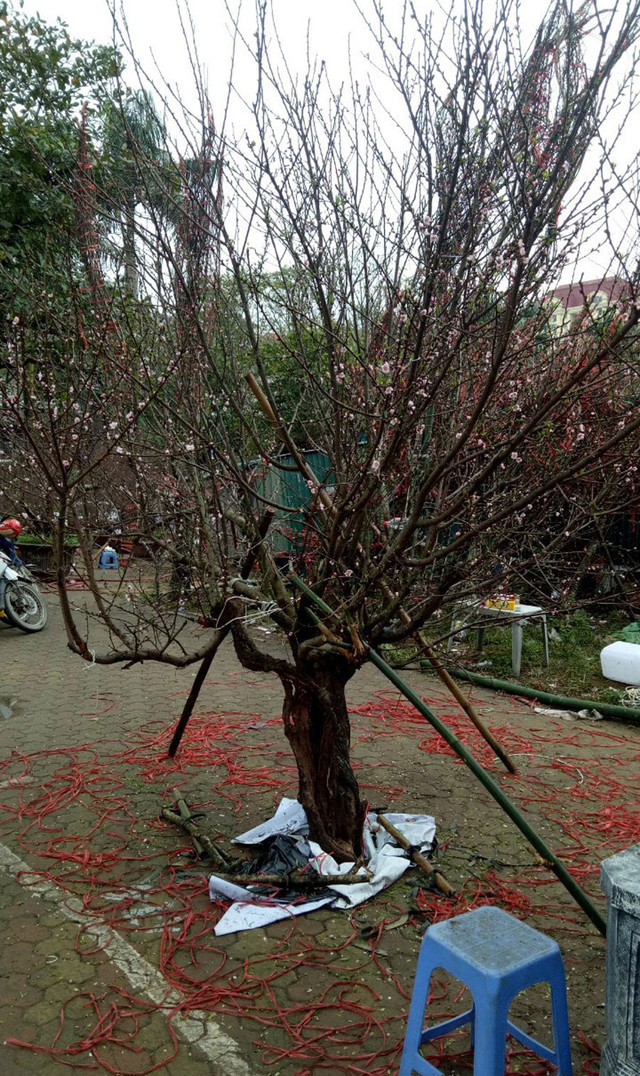 Hé lộ sự thật về "đào rừng" - cây tự nhiên siêu hiếm, toàn hàng nhà trồng trên đồi - Hình 4 He lo su that ve
