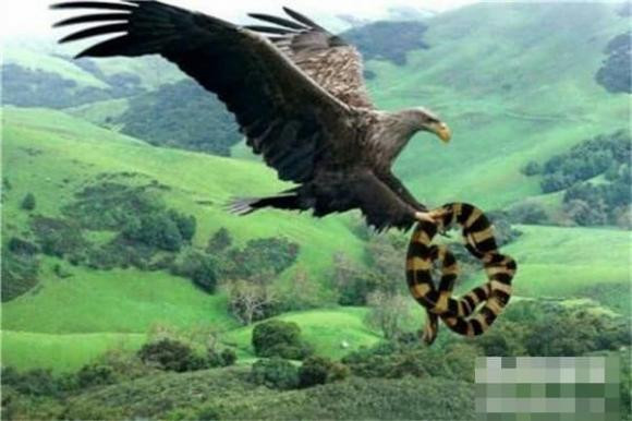 Loài chim lớn nhất mà con người biết đến là gì? - Hình 2 Loai chim lon nhat ma con nguoi biet den la gi?-Hinh-2