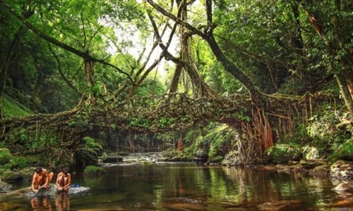 Ngắm những chiếc cầu rễ cây độc đáo ở Ấn Độ