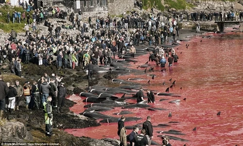 Thảm sát cá voi khủng khiếp ở Faroe Islands